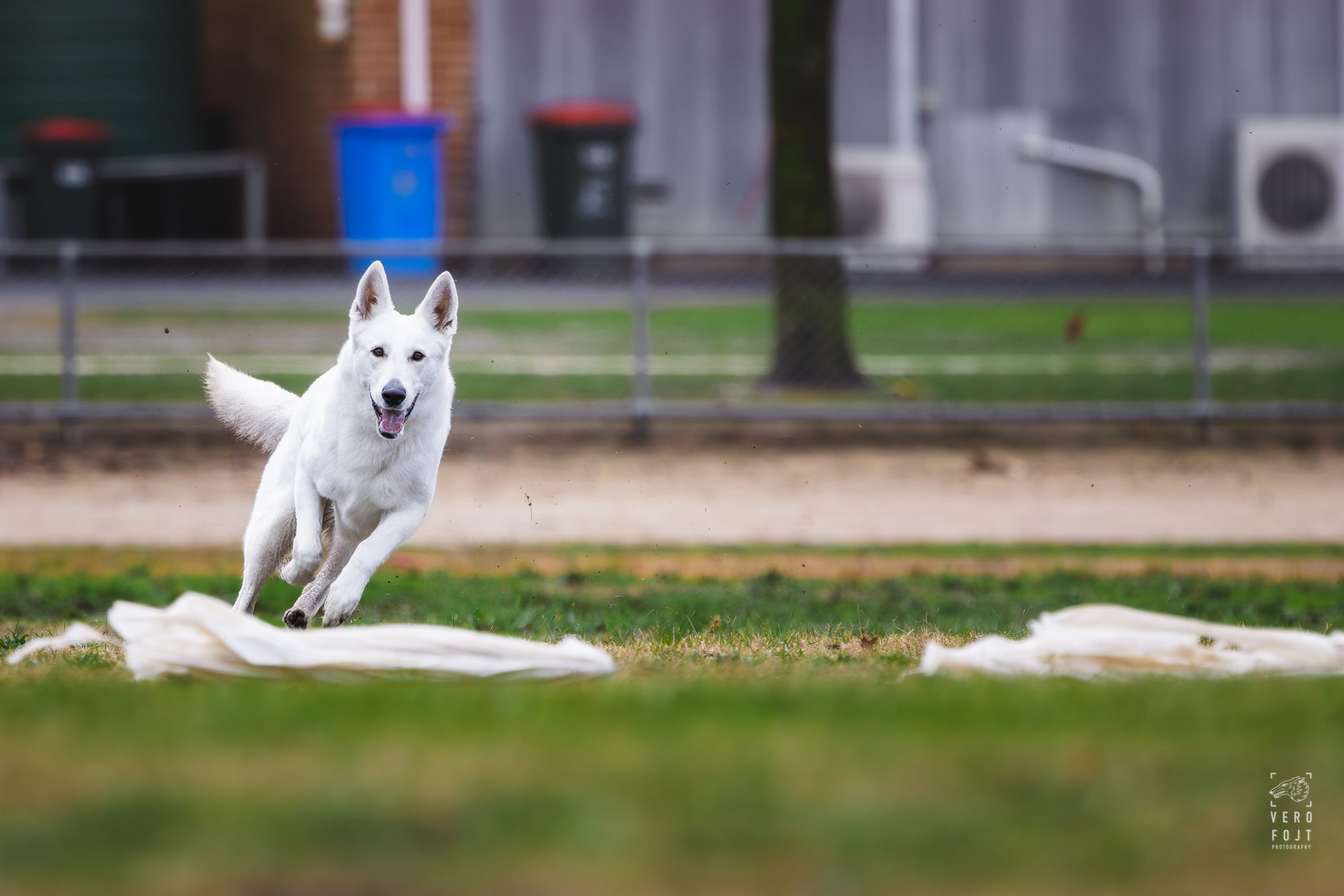 Picture of Valkyrie at Lurecoursing, photographed by Vero Fotj.